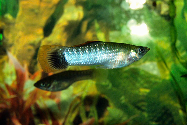 Poecilia sphenops