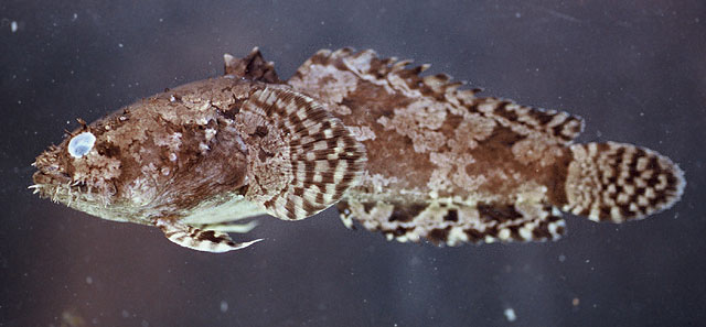 Potamobatrachus trispinosus