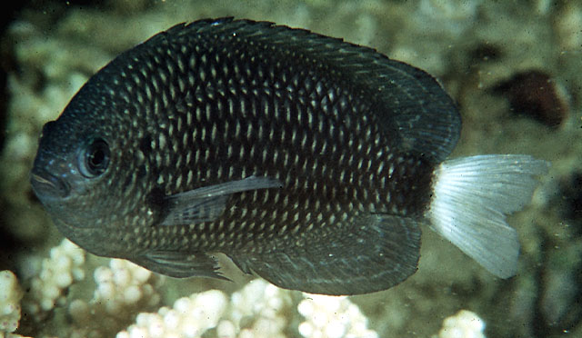 Pomacentrus trichrourus