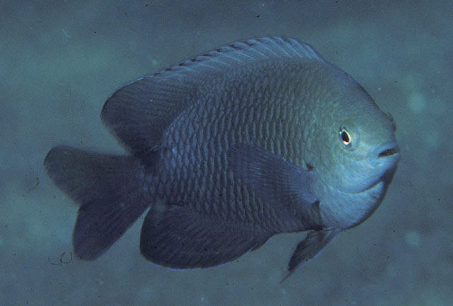 Pomacentrus tripunctatus