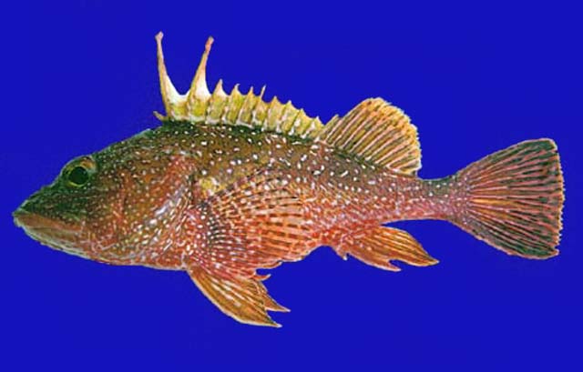 Pontinus vaughani