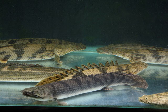 Polypterus weeksii