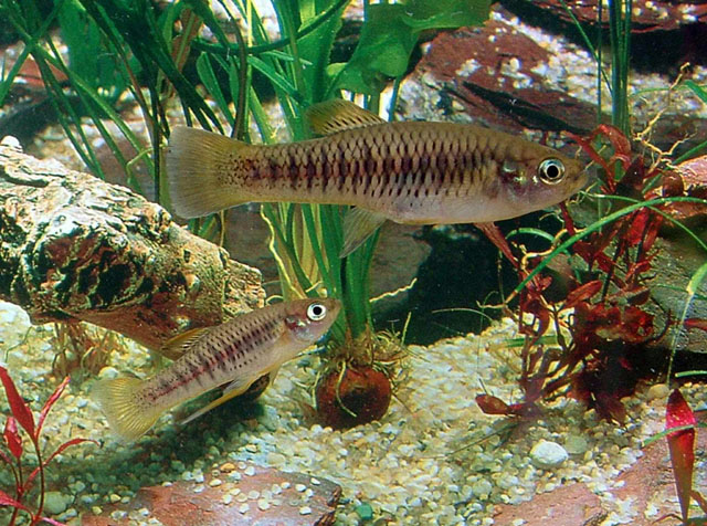 Priapichthys annectens