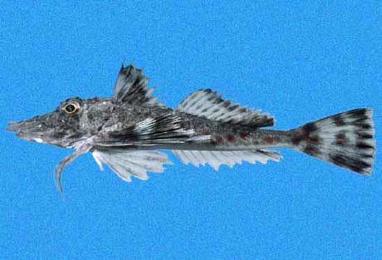 Prionotus birostratus