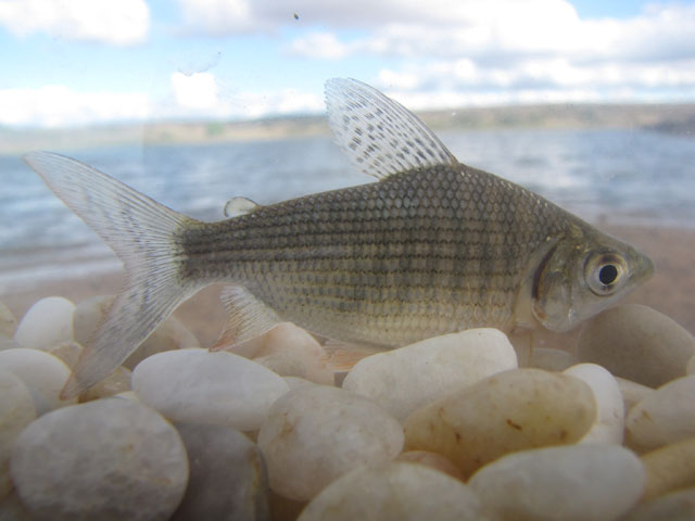 Prochilodus brevis