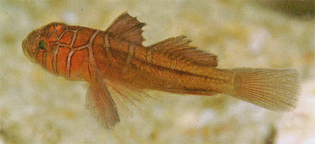 Priolepis compita