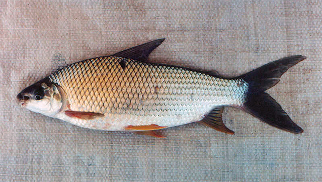 Prochilodus costatus