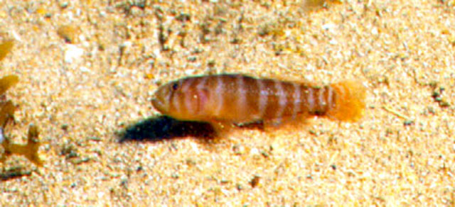 Priolepis dawsoni
