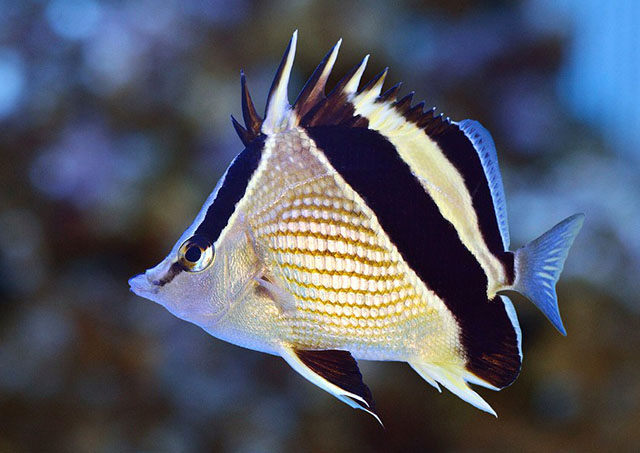 Prognathodes guyanensis