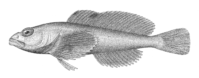 Procottus jeittelesii