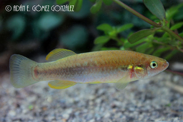 Profundulus kreiseri