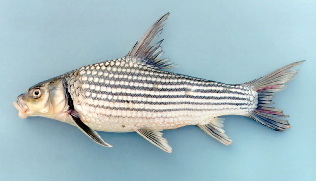 Probarbus labeamajor