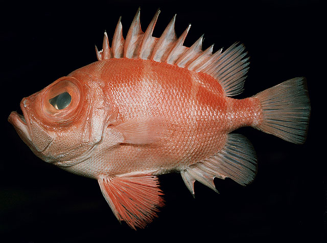 Pristigenys niphonia