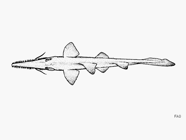 Pristiophorus nudipinnis