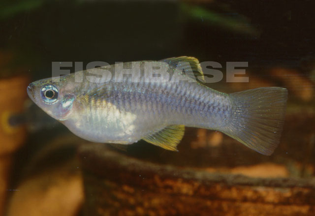 Priapella olmecae