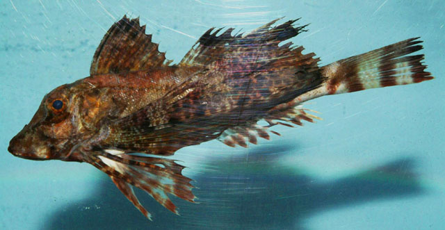 Prionotus ophryas