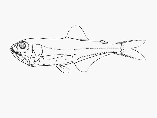 Protomyctophum parallelum