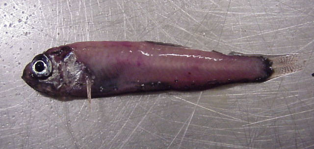 Protomyctophum tenisoni