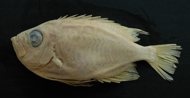 Priacanthus zaiserae