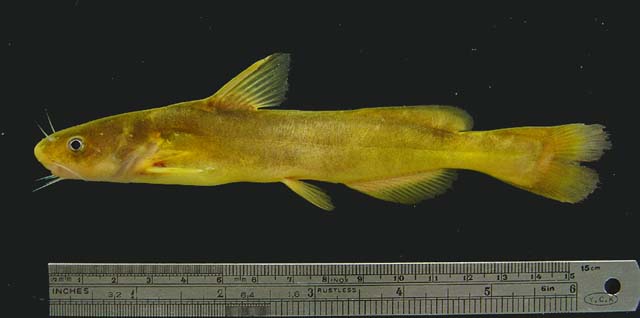 Tachysurus adiposalis