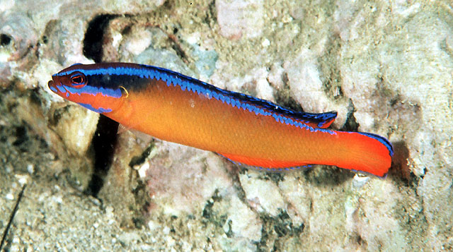 Pseudochromis aldabraensis