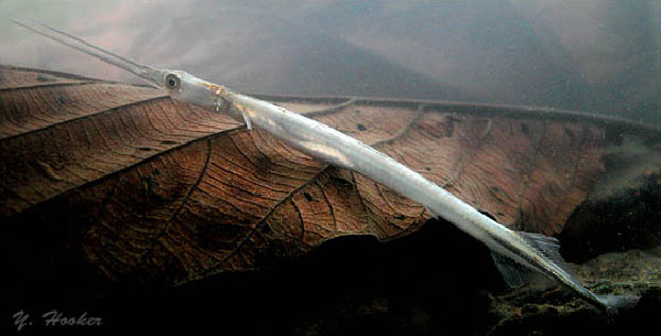 Pseudotylosurus angusticeps