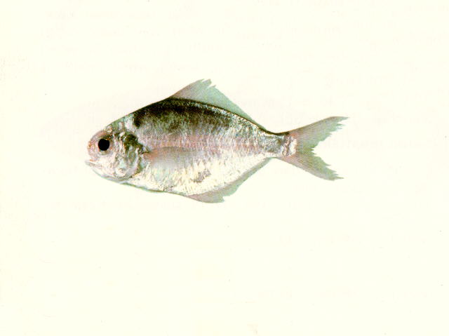 Psenopsis anomala