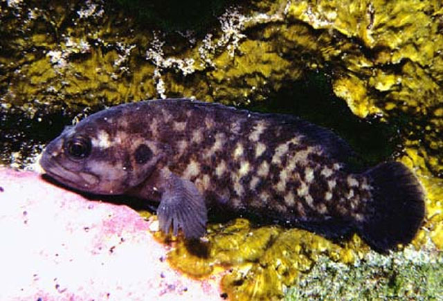 Pseudogramma axelrodi