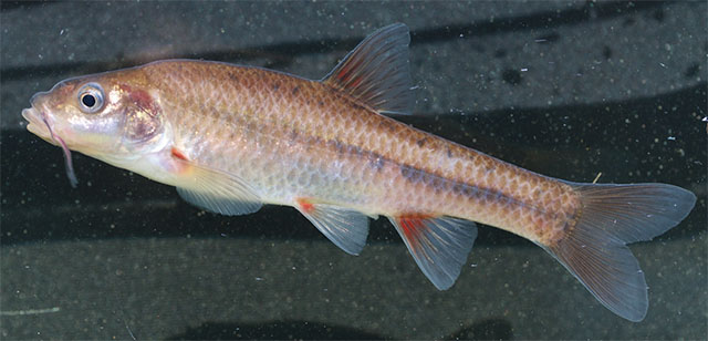 Pseudobarbus burchelli
