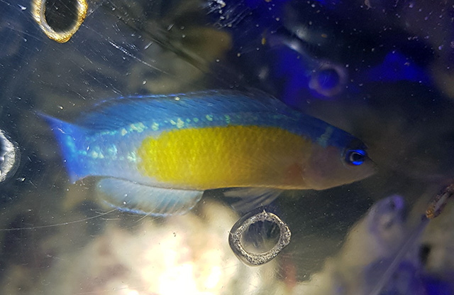 Pseudochromis coccinicauda