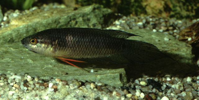 Pscup_u1.jpg