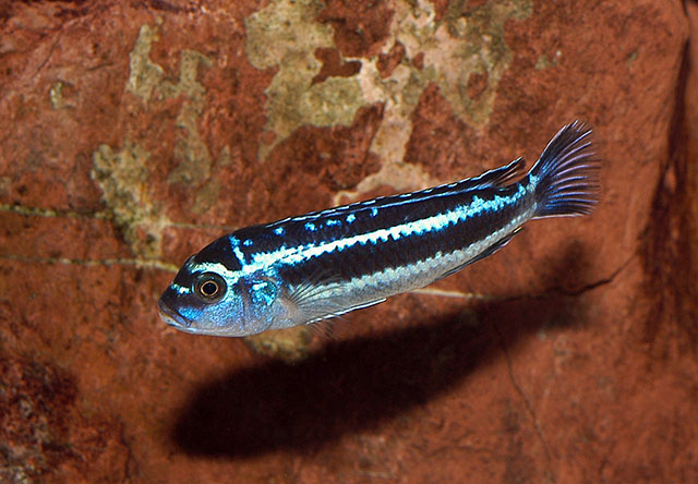 Pseudotropheus cyaneorhabdos