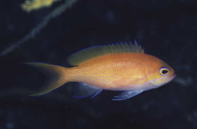 Pseudanthias elongatus