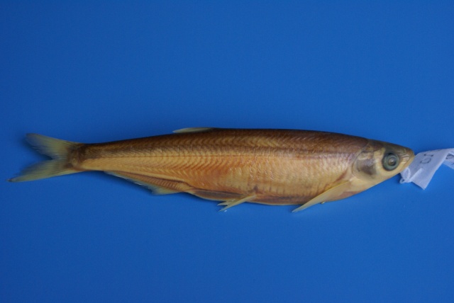 Pseudolaubuca engraulis