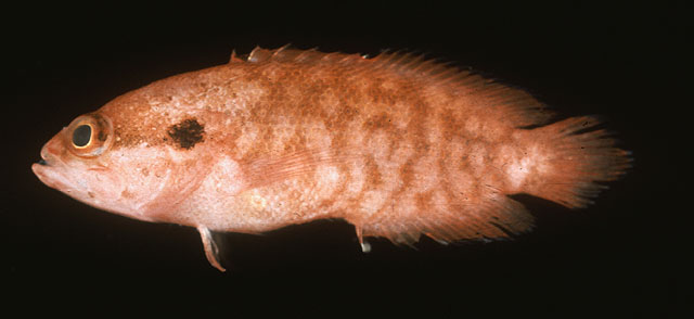 Pseudogramma erythrea