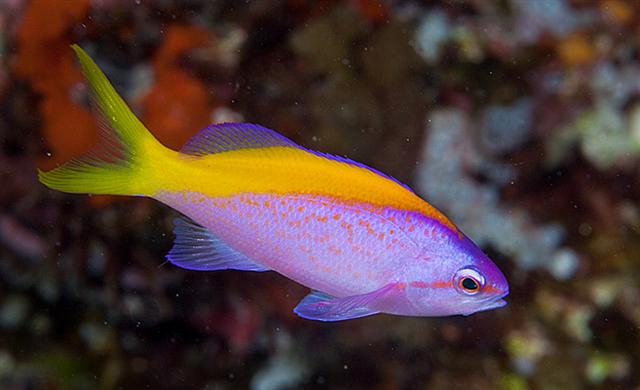 Mirolabrichthys evansi