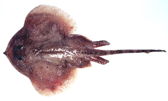 Psammobatis extenta