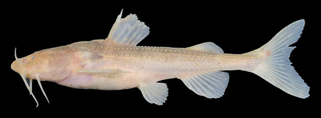 Pseudobagarius filifer