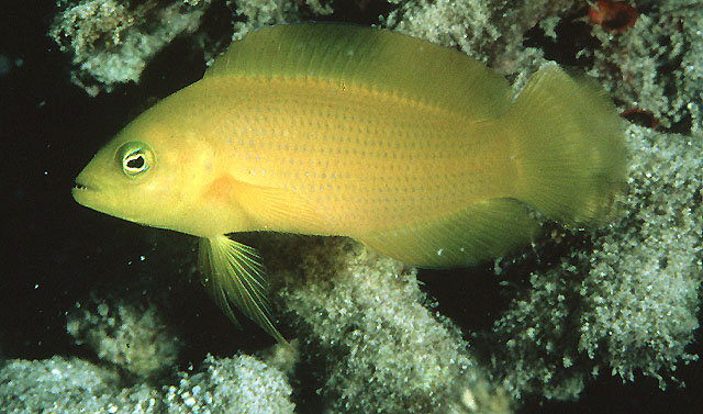 Pseudochromis fuscus