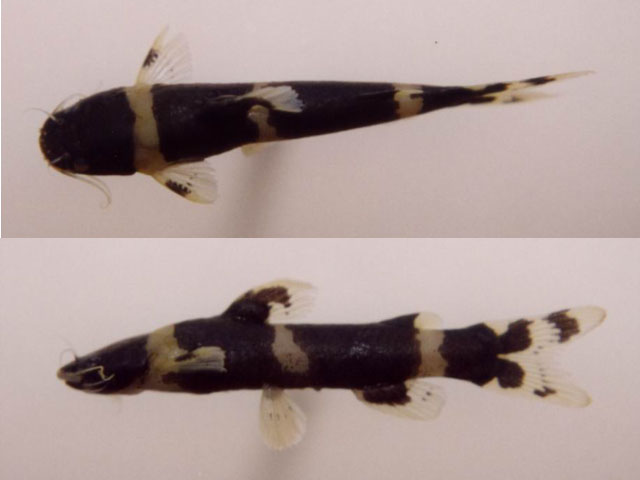 Nanobagrus fuscus