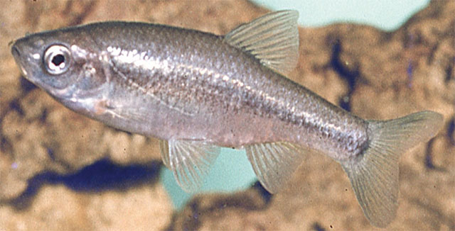 Pseudophoxinus galilaeus