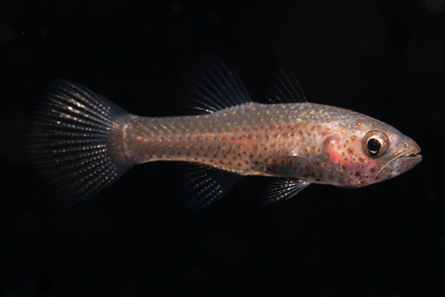 Pseudamia hayashii