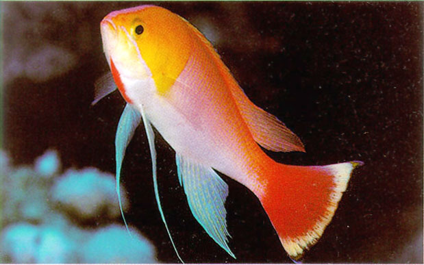 Pseudanthias heemstrai