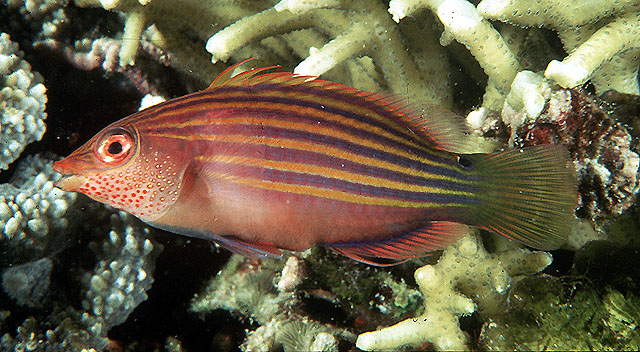 Pseudocheilinus hexataenia