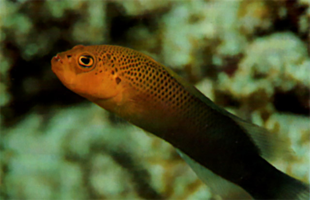 Pseudochromis howsoni