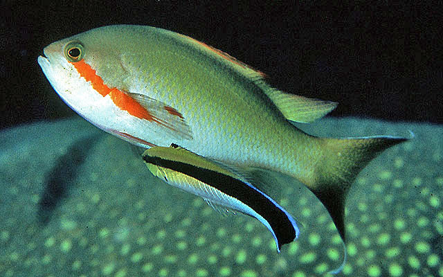 Pseudanthias huchtii