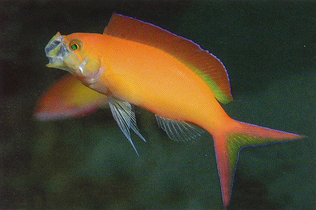 Pseudanthias ignitus