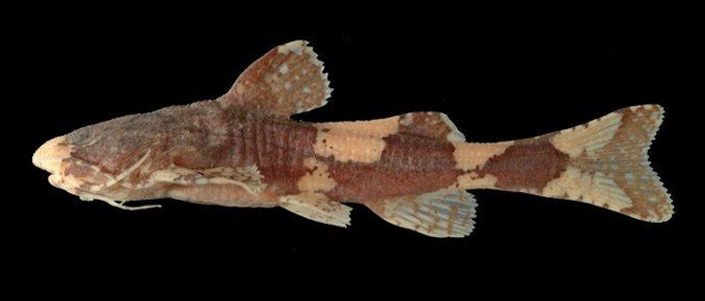 Pseudobagarius inermis