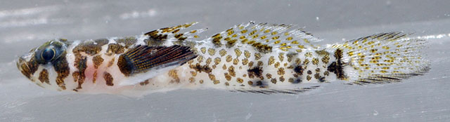 Psilotris kaufmani