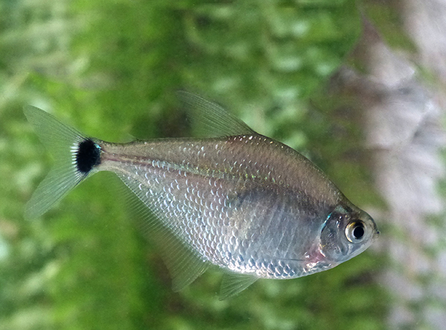 Ctenobrycon kennedyi
